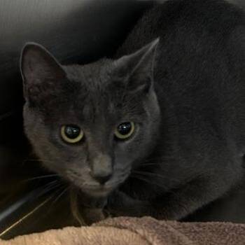 Dutchess -  Domestic Short Hair Cat for Adoption in Knoxville, Tennessee - Dutchess | PetCurious