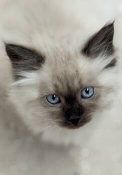 Rescue Domestic Long Hair and Ragdoll Cats for Adoption in Evergreen, Colorado - Macchiato | PetCurious