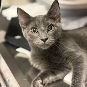 Mac -  Domestic Short Hair Cat for Adoption in Fort Smith, Arkansas - Mac | PetCurious