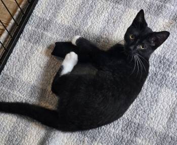 Rescue Domestic Short Hair Cats for Adoption - Peanut & Walnut | PetCurious