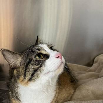 Violet -  Domestic Short Hair Cat for Adoption in Dekalb, Illinois - Violet | PetCurious