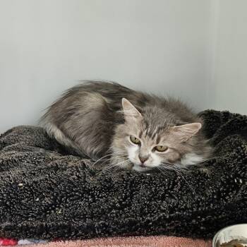 Missy -  Domestic Long Hair Cat for Adoption in Burlington, Ontario - Missy | PetCurious