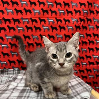 Marvin -  Domestic Short Hair Cat for Adoption in Washburn, Missouri - Marvin | PetCurious