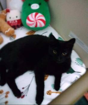 Rescue Domestic Short Hair Cats for Adoption in Wadsworth, Ohio - Chai & Rocky | PetCurious