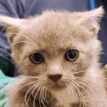 Wanda -  Domestic Short Hair Cat for Adoption in Allentown, Pennsylvania - Wanda | PetCurious