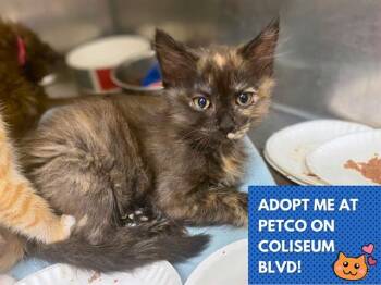 PUMPERNICKEL -  Domestic Long Hair Cat for Adoption in Fort Wayne, Indiana - PUMPERNICKEL | PetCurious