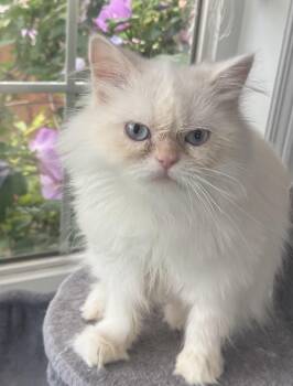 Zozo -  Ragdoll and Himalayan Cat for Adoption in Brampton, Ontario - Zozo | PetCurious
