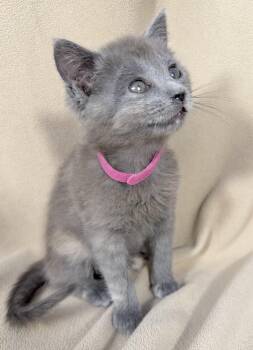 Ziva -  Domestic Short Hair Cat for Adoption in Minneapolis, Minnesota - Ziva | PetCurious