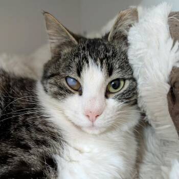 Domestic Short Hair Cats Available for Adoption - Snowpeak | PetCurious