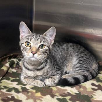 Dolly -  Domestic Short Hair Cat for Adoption in Brookfield, Missouri - Dolly | PetCurious
