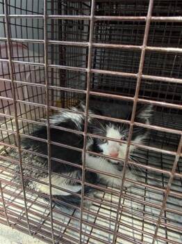TOBY -  Domestic Short Hair Cat for Adoption in Houston, Texas - TOBY | PetCurious