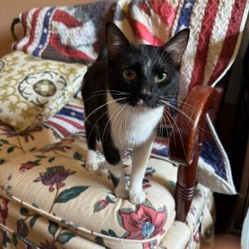Beast -  Domestic Short Hair Cat for Adoption in Brownsboro, Alabama - Beast | PetCurious
