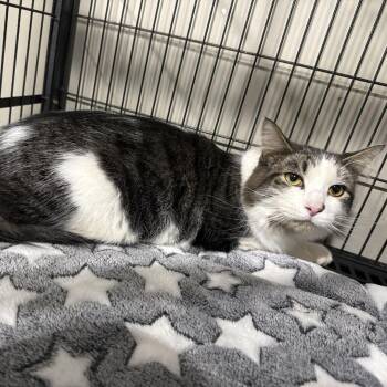 Domestic Long Hair Cats Available for Adoption - Beau | PetCurious