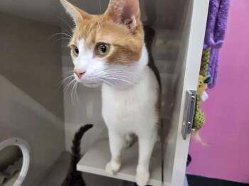 Pub -  Domestic Short Hair Cat for Adoption in Wyoming, Michigan - Pub | PetCurious