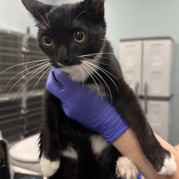 Anastasia -  Domestic Short Hair Cat for Adoption in Greensboro, North Carolina - Anastasia | PetCurious