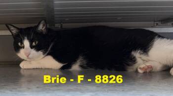Brie -  Domestic Short Hair Cat for Adoption in Weatherford, Texas - Brie | PetCurious