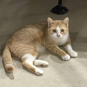 Tabby Cats Available for Adoption in Wyandotte, Michigan - Cinderella | PetCurious