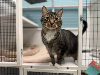 Big Mac -  Domestic Short Hair and Tabby Cat for Adoption in Raleigh, North Carolina - Big Mac | PetCurious