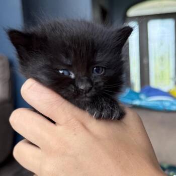 Stephanie -  Domestic Short Hair Cat for Adoption in North Canton, Ohio - Stephanie | PetCurious