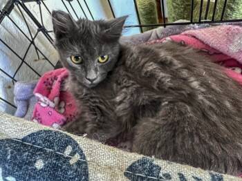 Rescue Domestic Long Hair and Russian Blue Cats for Adoption in Vallejo, California - Dustie | PetCurious