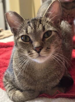 Rescue Tabby Cats for Adoption in Palo Alto, California - Zeldo | PetCurious