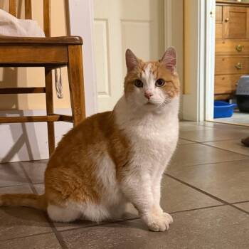 Rescue Domestic Short Hair Cats for Adoption in Pendleton, Oregon - Pumpkin | PetCurious