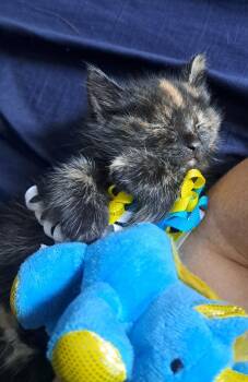 Addie (26-118 C) -  Domestic Medium Hair and Domestic Short Hair Cat for Adoption in Lansing, Michigan - Addie (26-118 C) | PetCurious