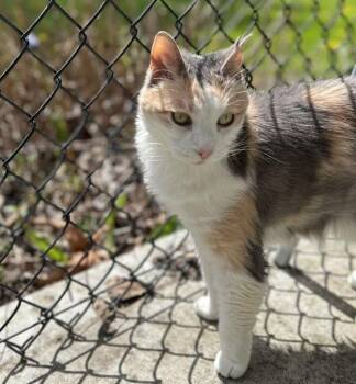 Domestic Short Hair Cats Available for Adoption in Arlington, Washington - Lizzie Lulu | PetCurious