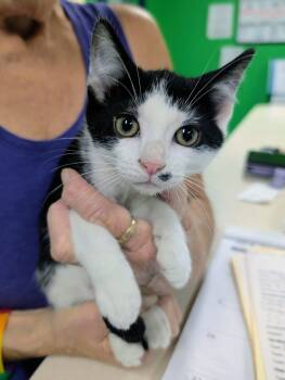 Gameboy -  Domestic Short Hair Cat for Adoption in Newburgh, Indiana - Gameboy | PetCurious
