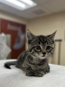 DANA -  Domestic Short Hair Cat for Adoption in Aliquippa, Pennsylvania - DANA | PetCurious