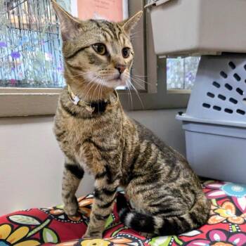Domestic Short Hair Cats Available for Adoption in New Cumberland, West Virginia - Bigfoot | PetCurious