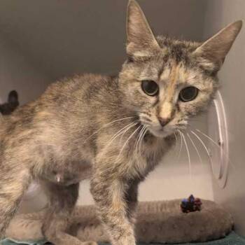 Baguette -  Domestic Short Hair Cat for Adoption in Dayton, Ohio - Baguette | PetCurious