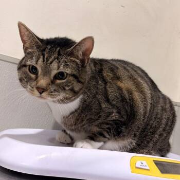 Diamond -  Domestic Short Hair Cat for Adoption in Tampa, Florida - Diamond | PetCurious