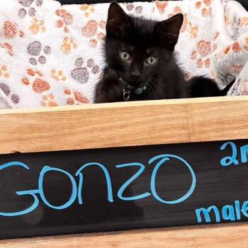 Domestic Short Hair Cats Available for Adoption in Gadsden, Alabama - Gonzo | PetCurious