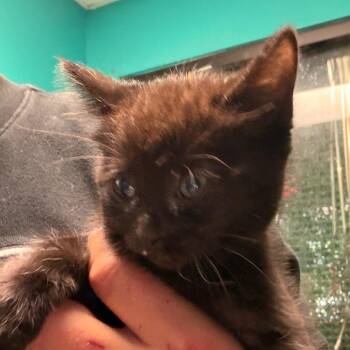 Domestic Short Hair Cats Available for Adoption in Lake Jackson, Texas - Emma | PetCurious