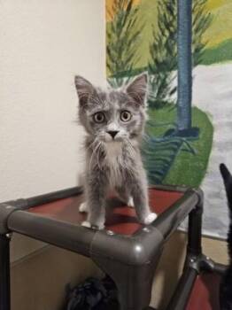 Domestic Medium Hair and Domestic Short Hair Cats Available for Adoption in Pleasanton, California - Clover | PetCurious
