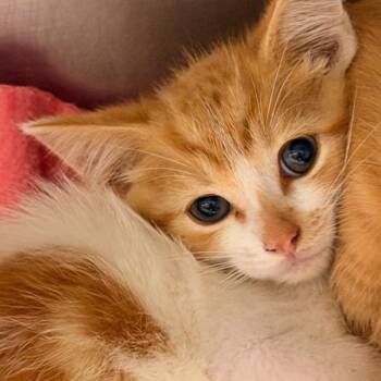Fred -  Domestic Short Hair Cat for Adoption in Corydon, Indiana - Fred | PetCurious