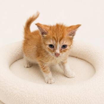 Bentley -  Domestic Short Hair Cat for Adoption in Redwood Falls, Minnesota - Bentley | PetCurious