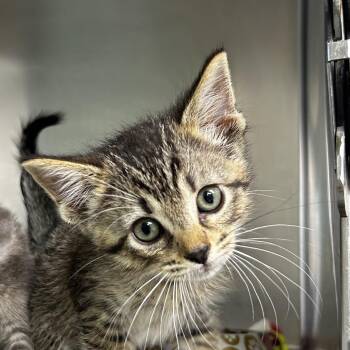 Domestic Short Hair Cats Available for Adoption in Leander, Texas - Dorothy | PetCurious