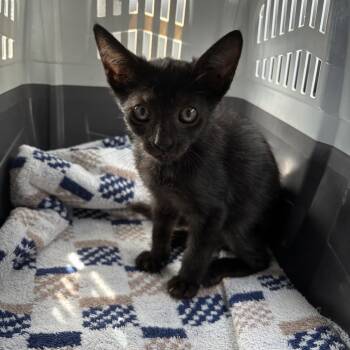 Rescue Domestic Short Hair Cats for Adoption in Fort Lauderdale, Florida - Slushie | PetCurious