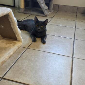 Venus -  Domestic Short Hair Cat Available for Adoption in West Branch, Michigan - Venus | PetCurious