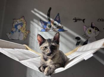 Data (Available October 2026) -  Tortoiseshell Cat for Adoption in Clarksville, Virginia - Data (Available October 2026) | PetCurious