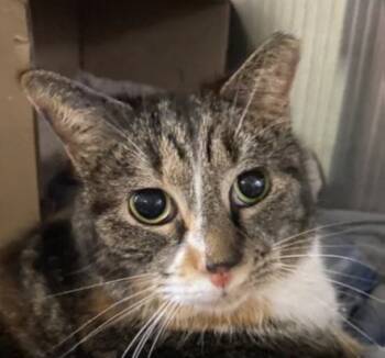 Rescue Domestic Short Hair Cats for Adoption in Pittsboro, North Carolina - Cory | PetCurious