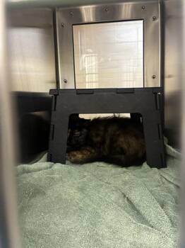 Rocket Ship -  Domestic Medium Hair Cat for Adoption in Wichita, Kansas - Rocket Ship | PetCurious