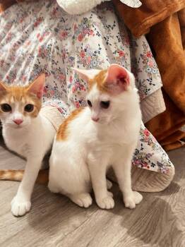 Rescue Domestic Short Hair Cats for Adoption in New York, New York - KEVIN & TOBY N. - Gentle Bonded Souls | PetCurious