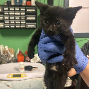 Mister Munchkin -  Domestic Short Hair Cat for Adoption in Philadelphia, Pennsylvania - Mister Munchkin | PetCurious