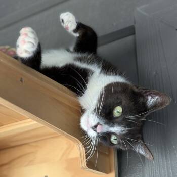 Socks -  American Shorthair Cat Available for Adoption in Freeport, Florida - Socks | PetCurious