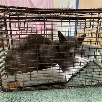A613459 -  Domestic Short Hair Cat for Adoption in Modesto, California - A613459 | PetCurious