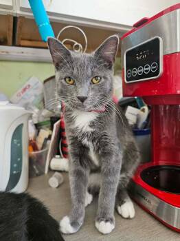 American Shorthair Cats Available for Adoption - Misty  | PetCurious