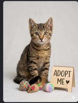 Foxy - Sweet and affectionate -  Domestic Short Hair Cat for Adoption in Muskego, Wisconsin - Foxy - Sweet And Affectionate | PetCurious